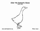 Goose Coloring Farm Meat Exploringnature sketch template