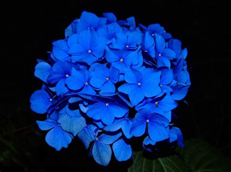 artistic blue flowers perfect   garden
