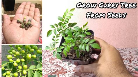 curry leaves plant  seeds propagation  curry leaf plant