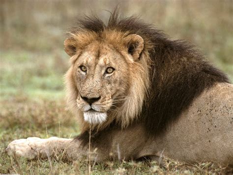 african lion true wildlife creatures