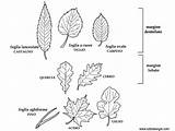 Foglie Colorare Foglia Castagno Didattica Tuttodisegni Scienze Scienza sketch template