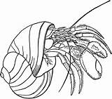 Crab Hermit Coloring Pages Clipart Printable Clip Crabs Drawing Kids Color Shell Svg Gif Etc Outline Cliparts Cartoon Template Medium sketch template