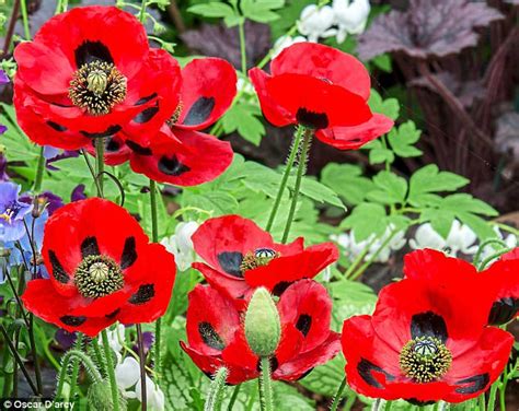Poppies To Remember Daily Mail Online
