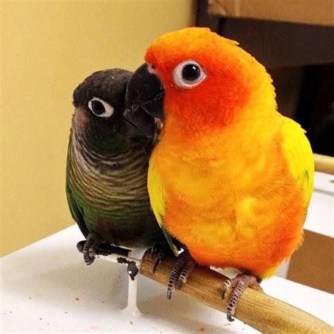 images  parrots conures  pinterest south america pets  yellow