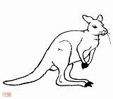 Kangaroo Getdrawings sketch template