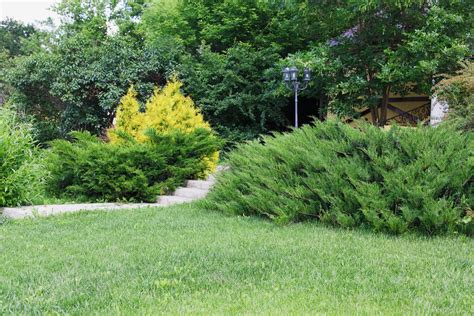 types  evergreen bushes common evergreen shrubs  landscaping