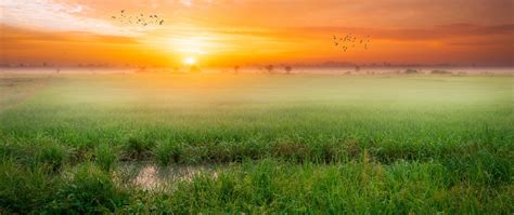sunrise wallpaper  paddy fields landscape