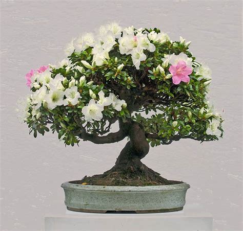 walter pall bonsai adventures azalea