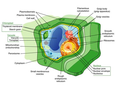 plant cell structure large radical botany