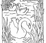 Cisnes Colorir Cigni Cygne Cygnes Coloriage Cignes Coloriages Colorier Acolore Dibuix Dessin Imprimir Dibuixos Uccelli Imprimer sketch template