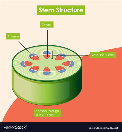 diagram showing stem structure royalty  vector image