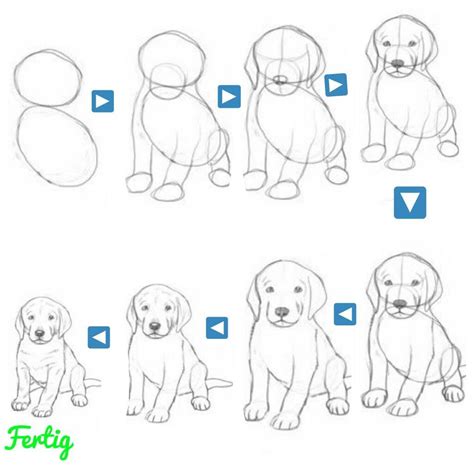 einen kleinen hund ganz einfach malen dog drawing tutorial art