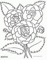 Begonia Coloring Flower Flowers Tracing Pages Pattern Colouring Color Drawing Outline Book Embroidery Clipart Template Cliparts Patterns Library Comments Popular sketch template