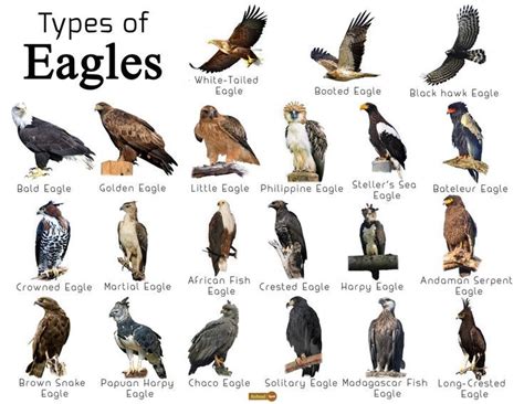 discover   types  eagles