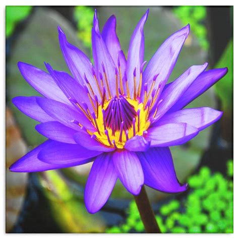 Purple And Yellow Lotus Flower Canvas Wall Art Square 4