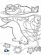 Otter Otters Kleurplaten Ferret Uitprinten Downloaden sketch template