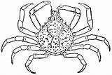 Crab Coloring Pages Spider Drawing King Kids Sheet Horseshoe Printable Color Crabs Hermit Clipart sketch template
