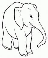Elefante Elefantes Elefant Infantiles Imagen sketch template