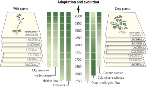 ancient dna genomics   renaissance  herbaria science