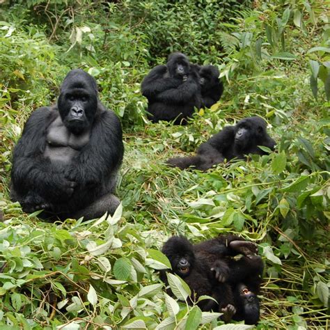 protecting mountain gorillas  empowering people discovery magazine