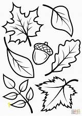 Coloring Pages Minnesota Gophers Fall Acorn Leaves Kids Divyajanani sketch template