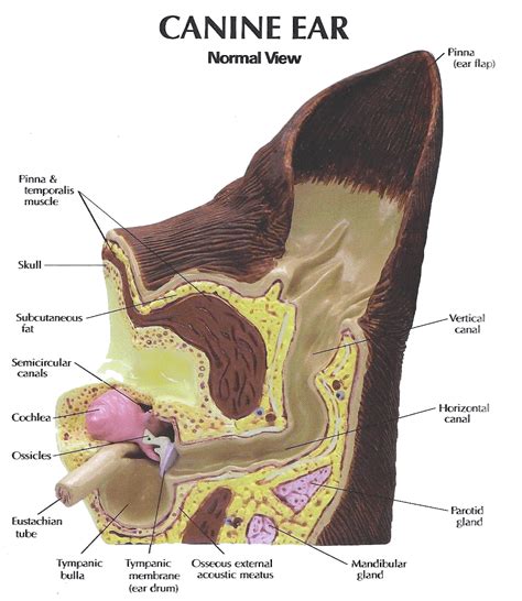 dog ear cleaners   dog ear cleaning guide