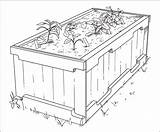 Garden Drawing Vegetable Bed Coloring Pages Getdrawings sketch template