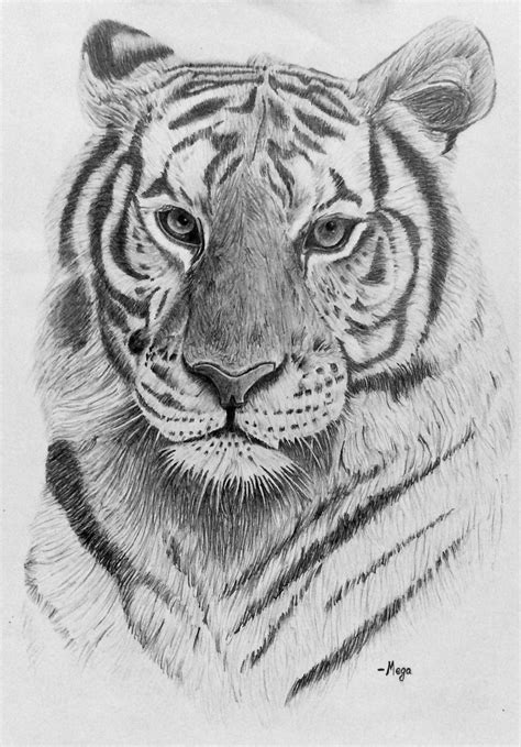 sketch artists  draw animals sketch drawing idea