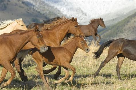 horses running photograph  john pitcher