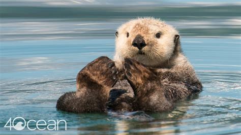 Monterey Bay Aquarium Is Protecting Sea Otters Global