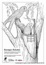 Cockatoo Glossy Coloring Nest Designlooter 44kb 700px Carnaby Cockatoos Drawings sketch template