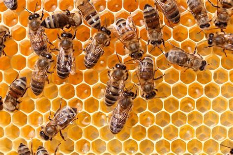information direct   beehive   beekeeper   sensors