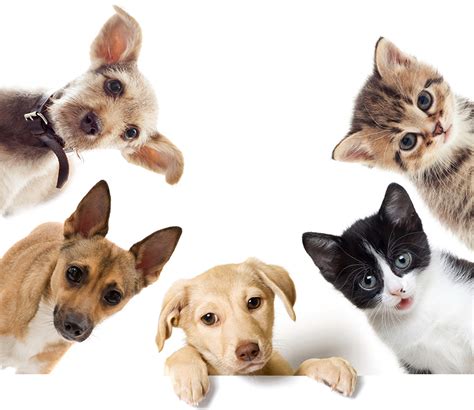 fondos de pantalla perro gato cachorro gatitos animalia descargar imagenes