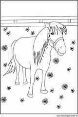 Malvorlage Pferde Ausmalbilder Ponys Shetland Ponei Colorat Shetlandpony Desene sketch template