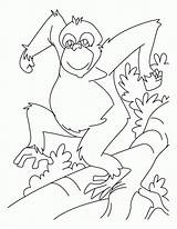 Coloring Orangutan Printable Pages sketch template