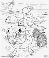 Colorir Ratos Ratinhos Imprimir Rat Giganti Kangaroo Riesenkalmar Mole Supercoloring Coloringbay Ausmalbild Koloss Kalmar sketch template