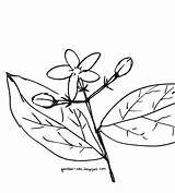 Sketsa Melati Mewarnai Mudah Sederhana Tumbuhan Animasi Sakura Matahari Mawar sketch template