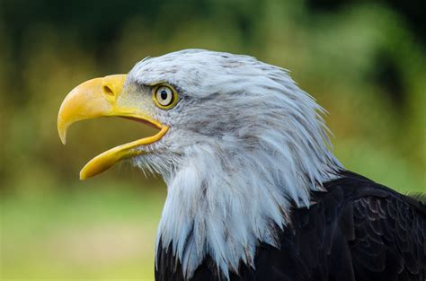 weisskopfseeadler foto bild tiere adler weisskopfseeadler bilder