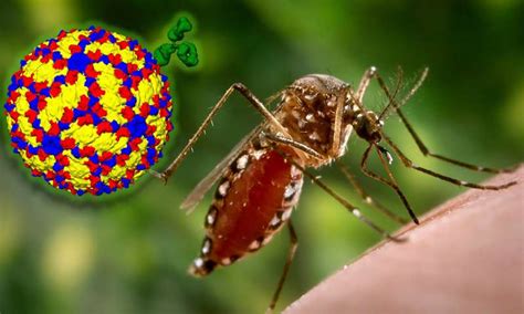 dengue augmentation de la circulation du virus