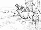 Firstforwildlife Wildlife Cynthie Burning sketch template