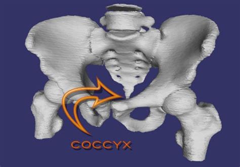 coccyx popsugar fitness