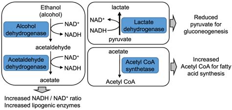 ethanol metabolism  links   metabolic pathways  scientific diagram