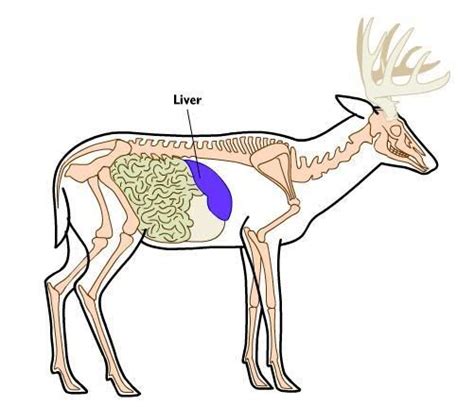 deer anatomy rons outdoor blog