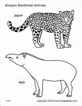 Animals Rainforest Coloring Pages Printable Amazon Zoo Templates Animal Firstpalette Folding Tapir Printables Print sketch template