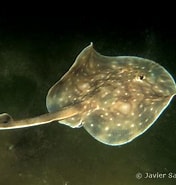 Image result for "raja Undulata". Size: 176 x 185. Source: www.european-marine-life.org