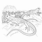 Coloring Pages Reptile Lizard Monitor Animals Print sketch template