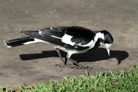 magpie lark new zealand birds online