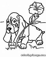 Coloring Hound Basset Pages Puppy Ages Drawing Fox Getdrawings Print Popular Coloringhome sketch template