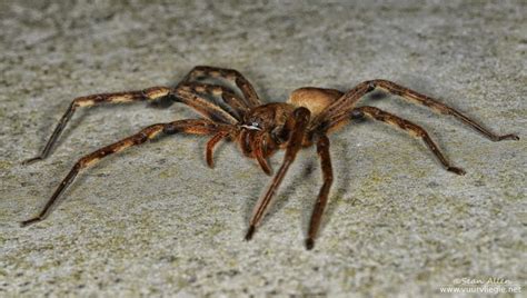 common rain spider sibuya game reserve