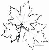 Maple Leaf Coloring Pages Toronto Sugar Tree Printable Leaves Colouring Getcolorings Getdrawings Color Leafs Oak Drawing Print Colorings sketch template